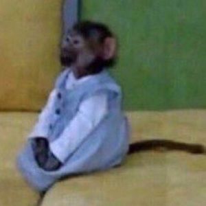 Meet your Posher, Galicia